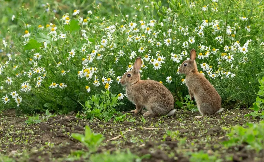 Waarom springen konijnen over elkaar heen?