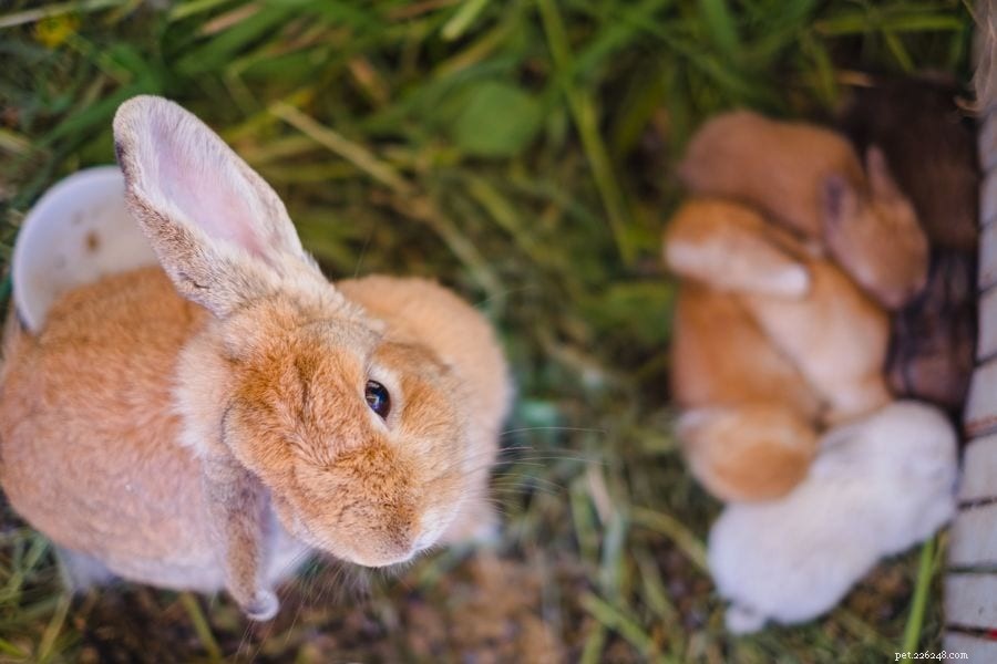 Varför hoppar kaniner över varandra?