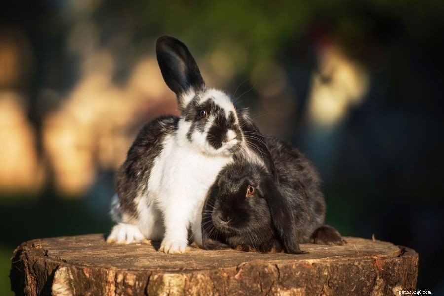 5 причин, почему самки кроликов горбятся