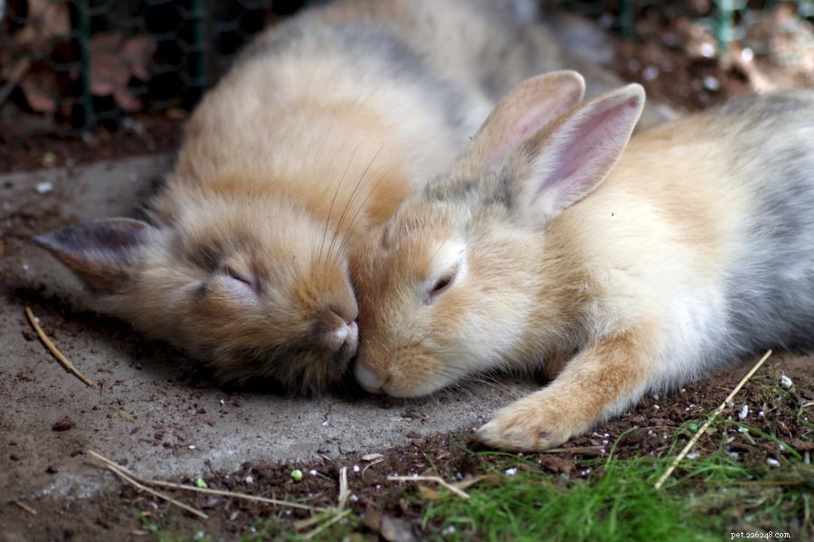 5 причин, почему самки кроликов горбятся