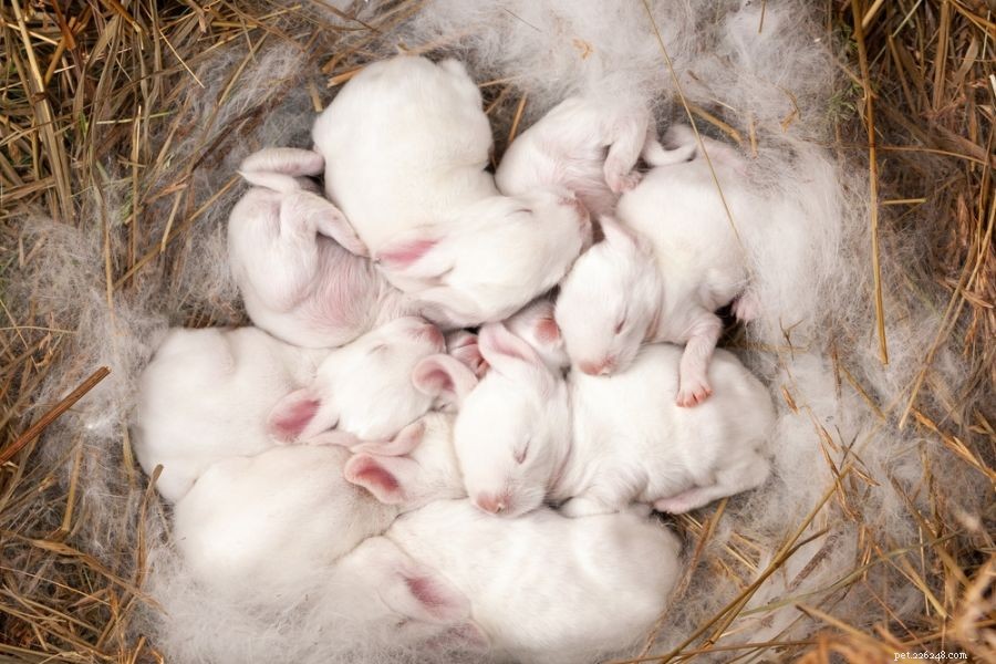 5 důvodů, proč králičí samice hrb 