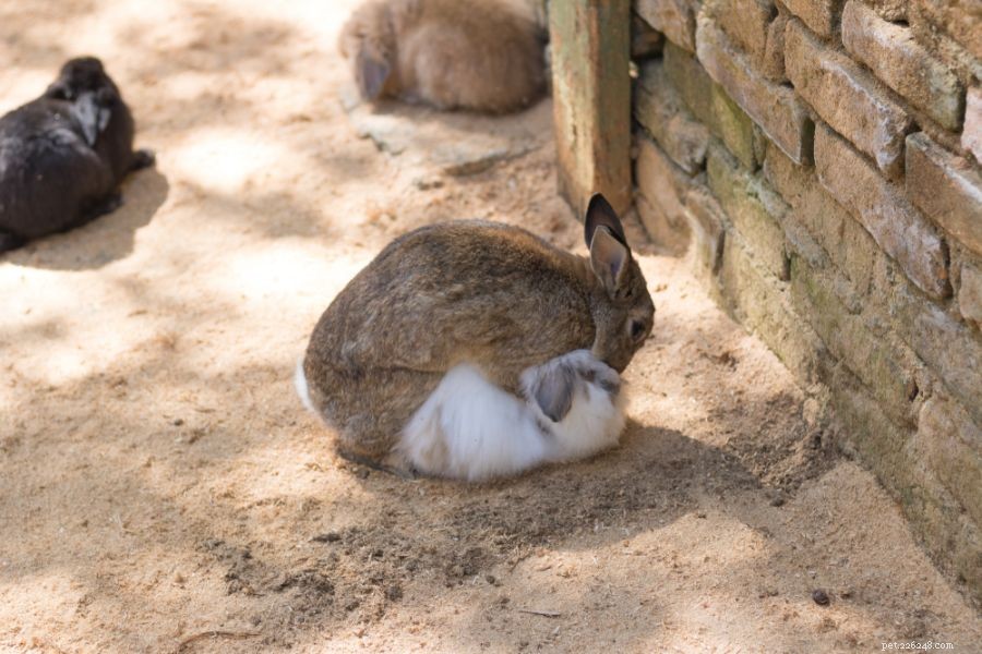 5 motivi per cui le femmine di coniglio fanno gobba