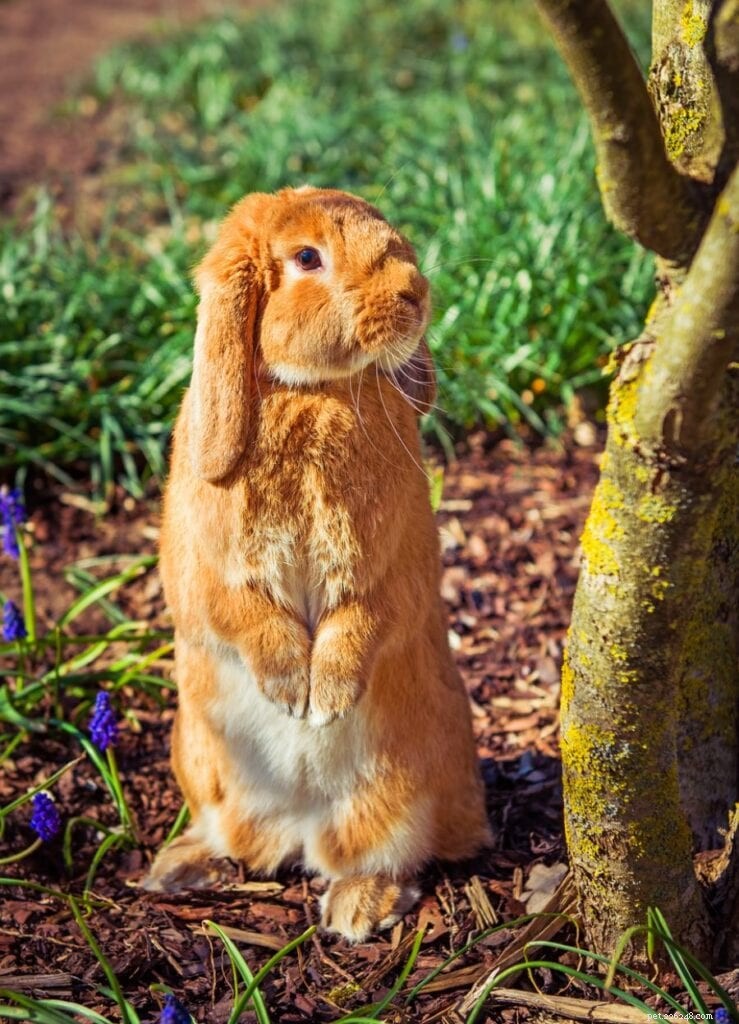 Por que os coelhos fazem zoom?