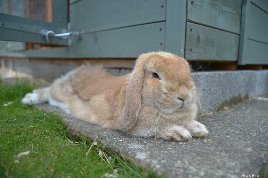 Perché i conigli fanno gli zoomies?