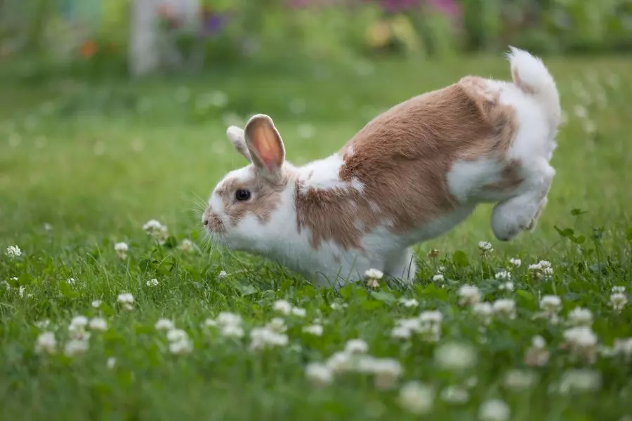 Waarom doen konijnen zoomies?