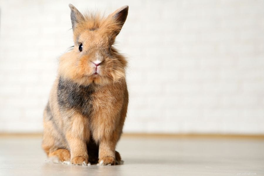 Waarom doen konijnen zoomies?