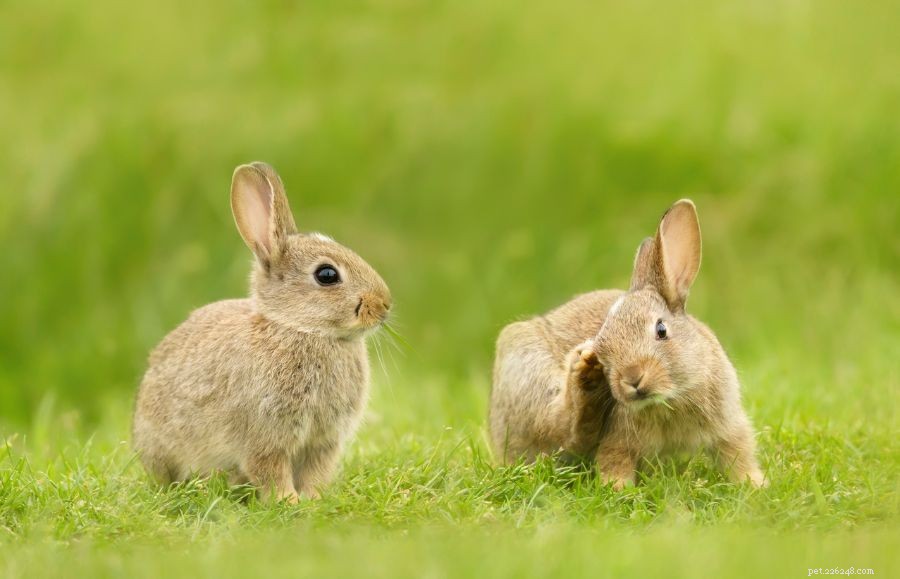 Por que os coelhos perseguem uns aos outros? (Como saber se está lutando)