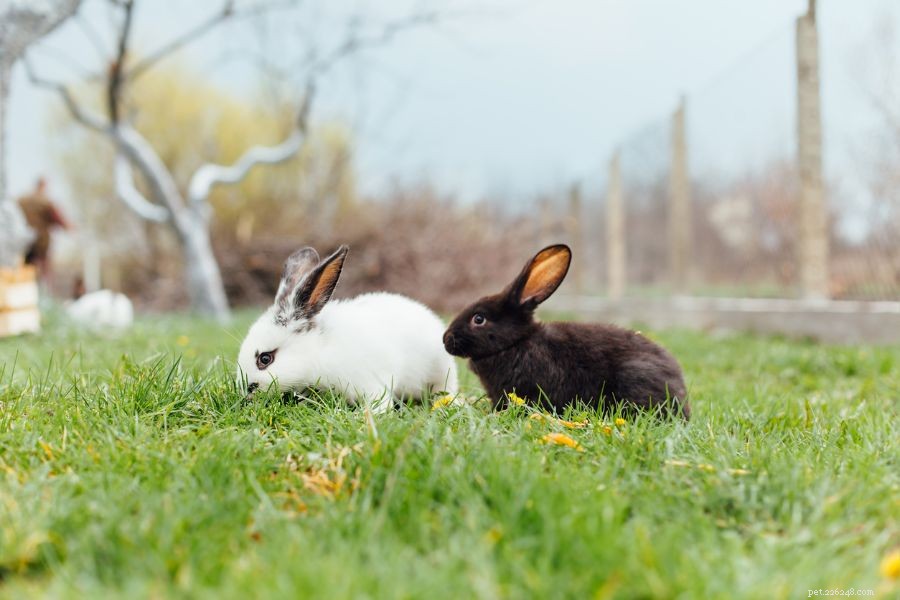 Varför jagar kaniner varandra? (Hur man berättar om det är slåss)