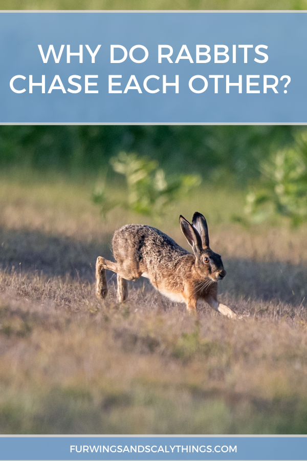Varför jagar kaniner varandra? (Hur man berättar om det är slåss)