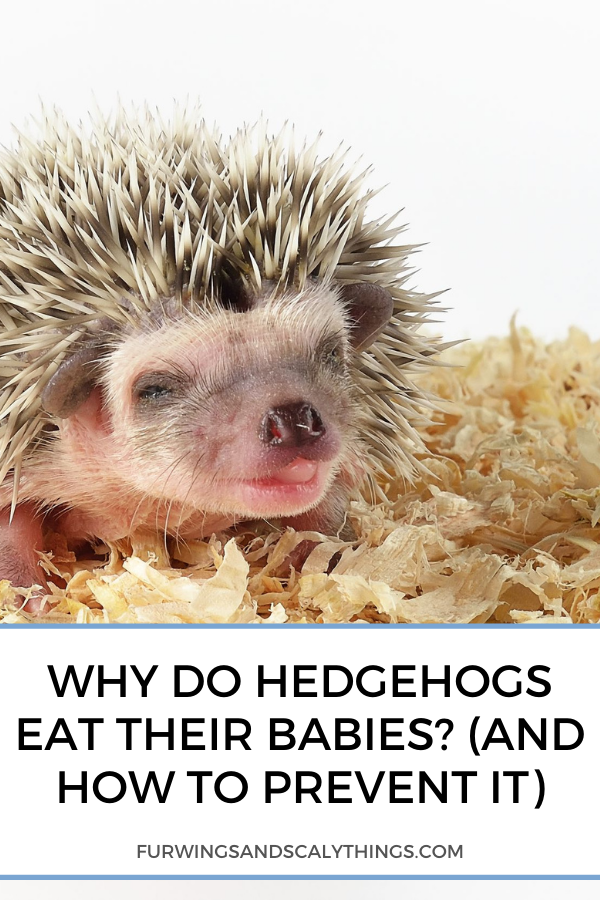 Por que os ouriços comem seus bebês? (E como prevenir)