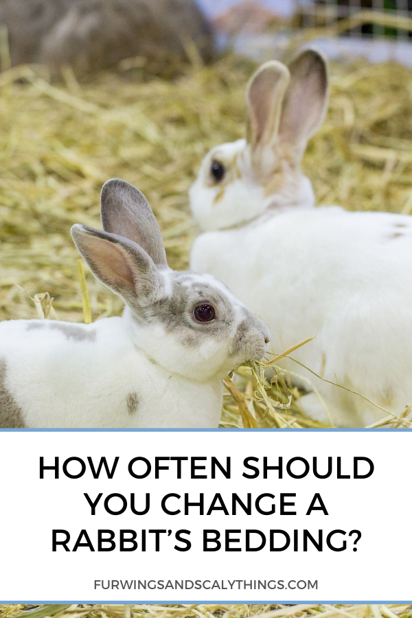 Hoe vaak moet je het beddengoed van een konijn vervangen?