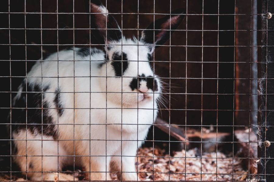 À quelle fréquence devez-vous changer la litière d un lapin ?