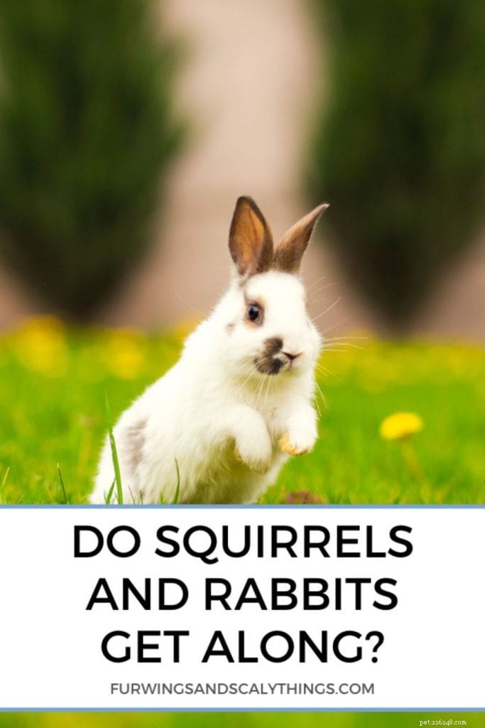 Os esquilos e os coelhos se dão bem?
