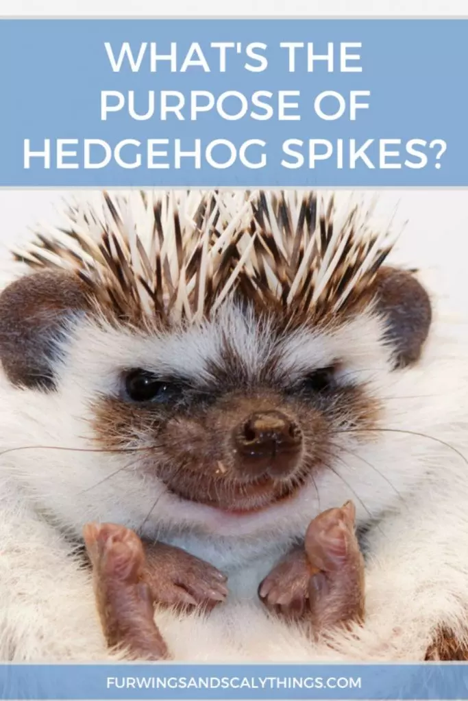 Är Hedgehog Spikes smärtsamma? (Och vad är deras syfte?)