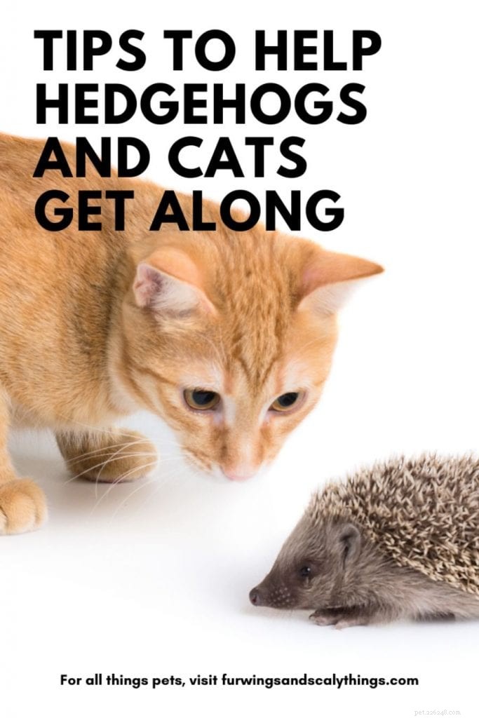 Vycházejí spolu ježci a kočky? (Tipy, aby to fungovalo)