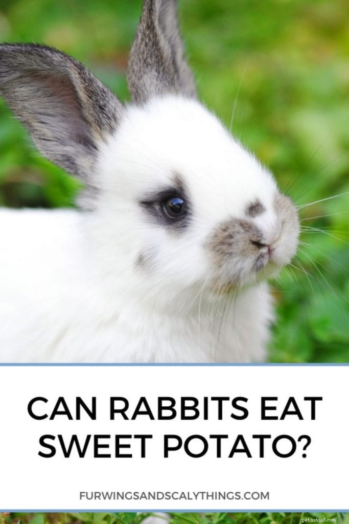 토끼는 고구마를 먹을 수 있습니까? (얼마가 너무 많습니까?)