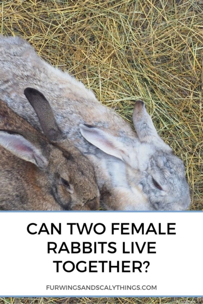 2匹のメスのウサギは一緒に暮らすことができますか？ （正しく行うための手順） 