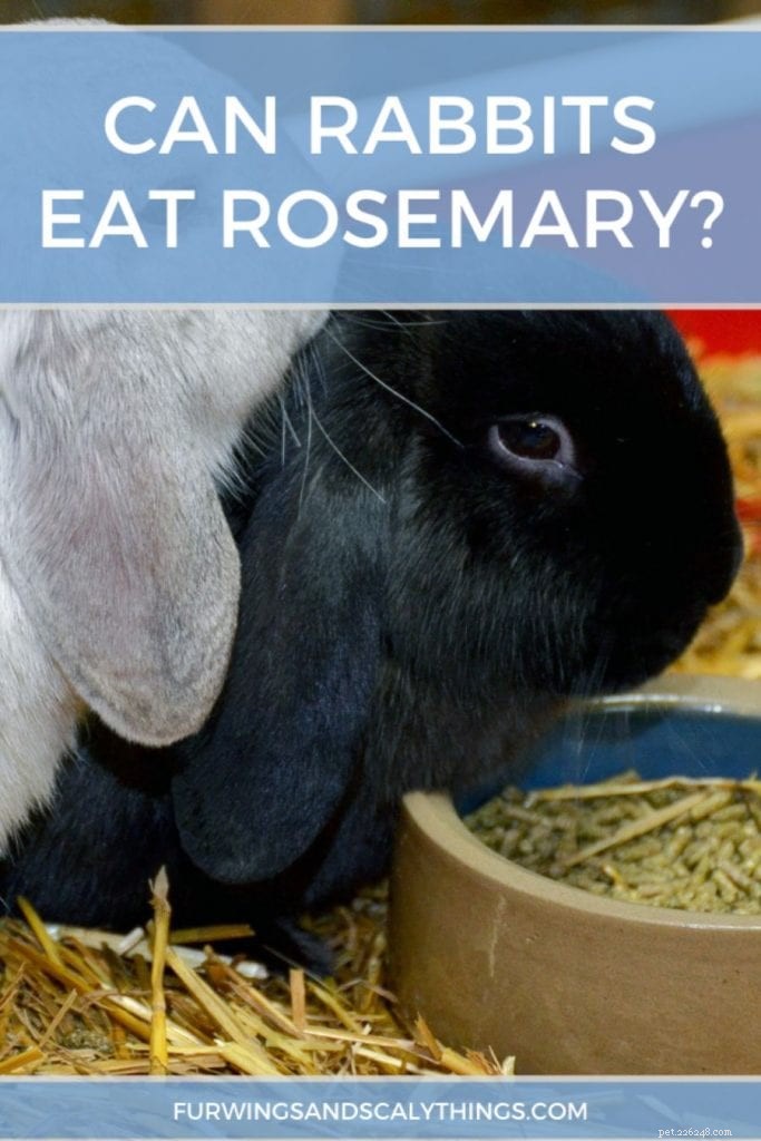 I conigli possono mangiare il rosmarino? (E le altre erbe?)