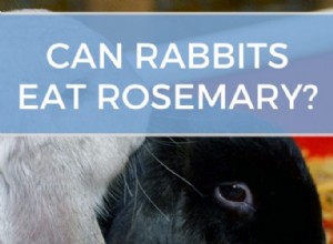 토끼가 로즈마리를 먹을 수 있습니까? (다른 허브는 어떻습니까?)