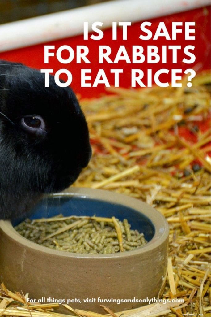 Kan kaniner äta ris? (Vad kommer att hända om de gör det?)