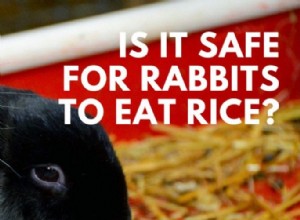 토끼는 밥을 먹을 수 있습니까? (그렇게 하면 어떻게 됩니까?)