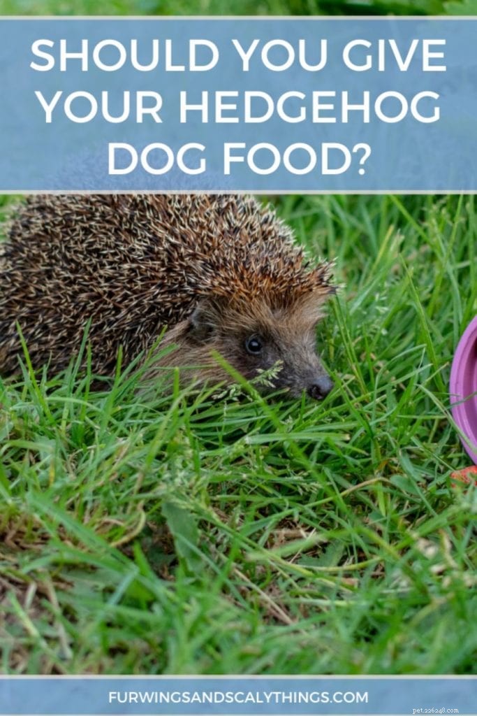 I ricci possono mangiare cibo per cani? (Perché potrebbe non essere l ideale)