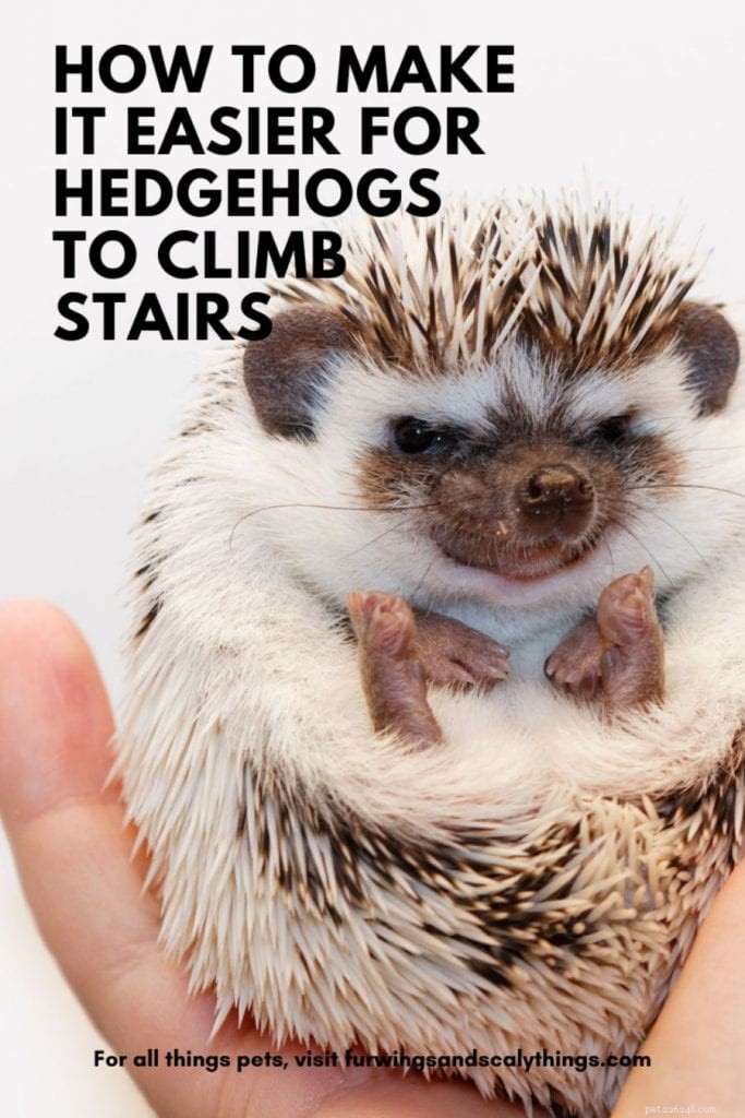 Kan igelkottar gå i trappor? (Hur man gör det lättare eller svårare)