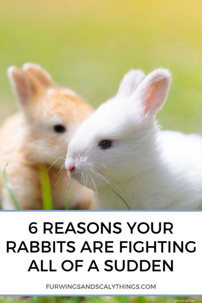 6 причин, по которым ваши кролики внезапно дерутся
