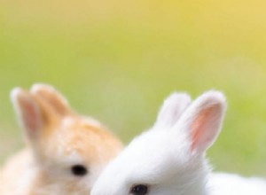 토끼가 갑자기 싸우는 6가지 이유