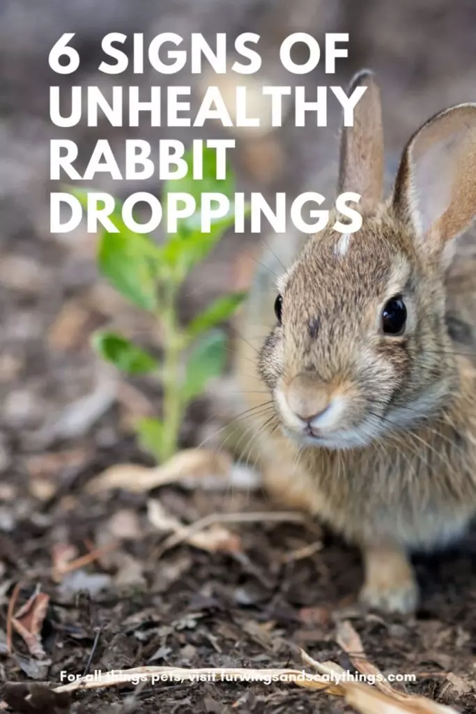 Por que os coelhos fazem tanto cocô? (Mais 6 sinais de excrementos não saudáveis)