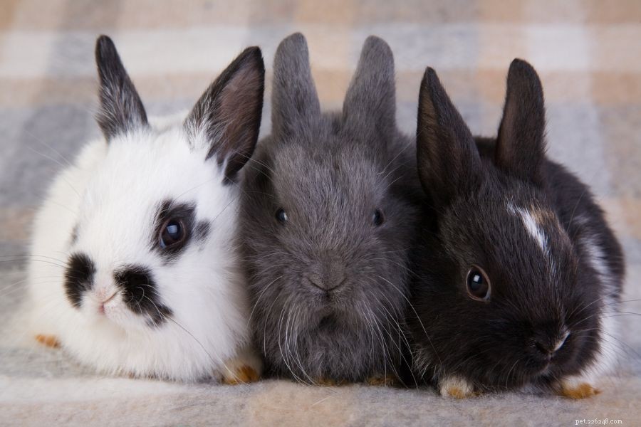 토끼가 갑자기 싸우는 6가지 이유