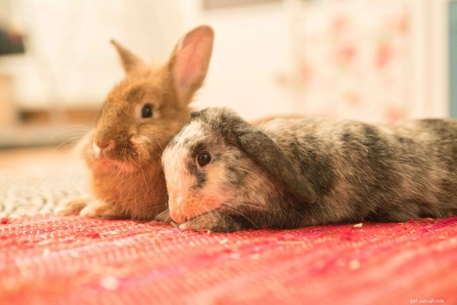 6 redenen waarom je konijnen plotseling vechten