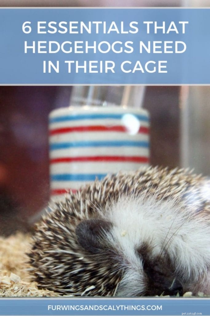 6 éléments essentiels dont les hérissons ont besoin dans leur cage 
