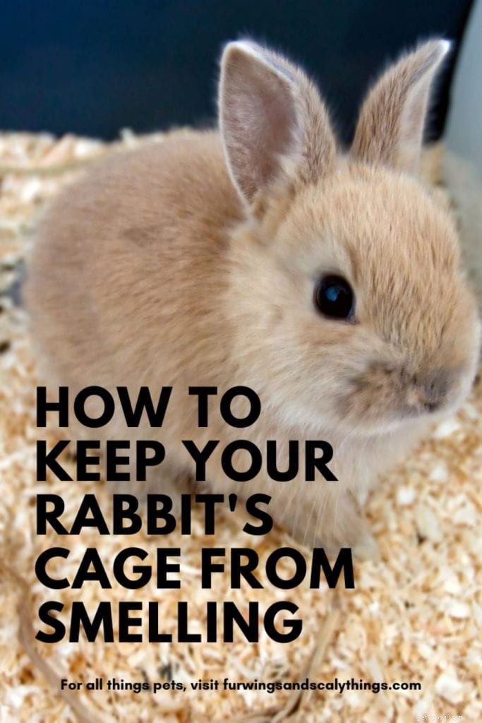 ウサギのケージの臭いを防ぐための簡単なヒント 