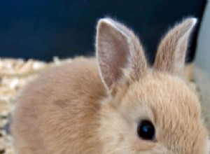 ウサギのケージの臭いを防ぐための簡単なヒント 