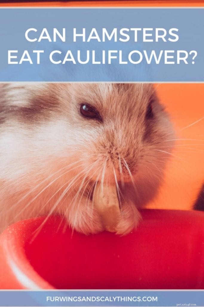 Kan hamstrar äta blomkål? (Kokt eller rå)