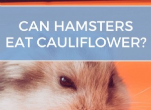 Os hamsters podem comer couve-flor? (Cozido ou Cru)