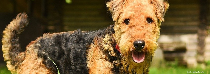 Airedale terrier – vanliga hälsoproblem och sjukdomar