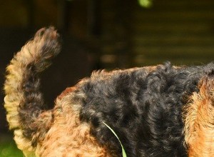Airedale Terriers – Problemas e doenças comuns de saúde