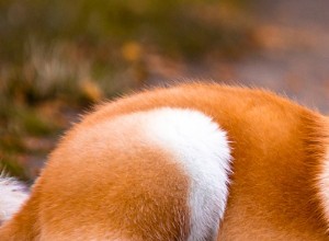 秋田犬–一般的な健康問題と病気 