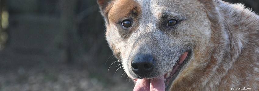 Австралийские пастушьи собаки – общие проблемы со здоровьем и болезни