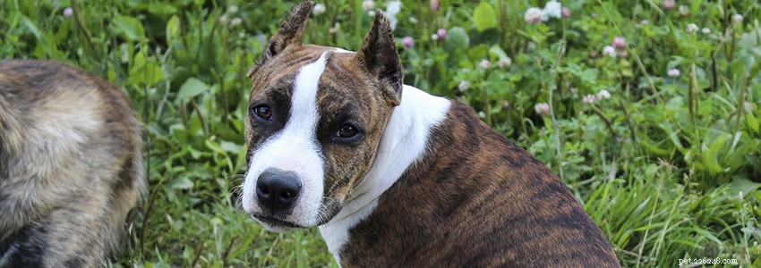 American Staffordshire Terrier – vanliga hälsoproblem och sjukdomar