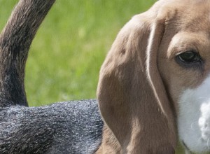 ビーグル犬–一般的な健康問題と病気 