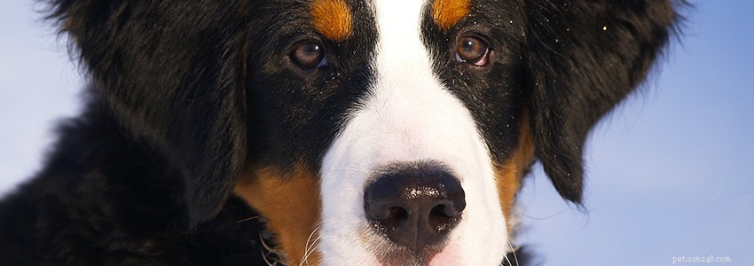 Bernese Mountain Dogs – 일반적인 건강 문제 및 질병