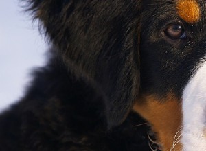 Bernese Mountain Dog – Problemas de saúde e doenças comuns