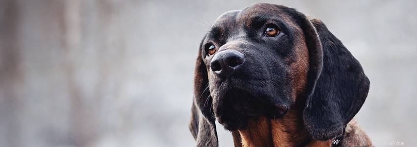 Bloodhound – Problemi di salute e malattie comuni
