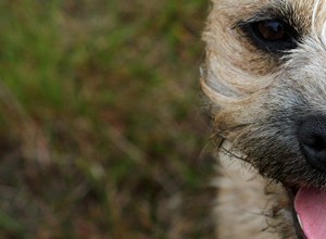 Border Terriers – Problemas e doenças comuns de saúde