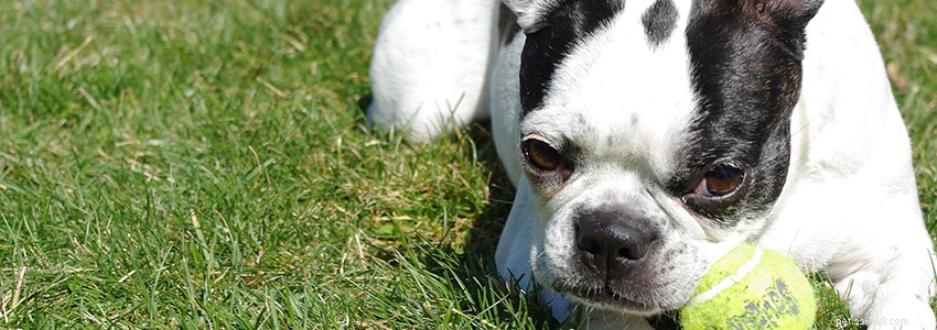 Boston Terriers – Problemas de saúde e doenças comuns
