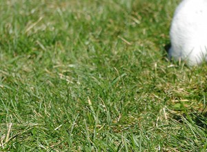 Boston Terriers – Problemas de saúde e doenças comuns