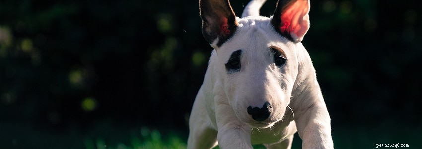 Bull Terriers – Veelvoorkomende gezondheidsproblemen en ziekten